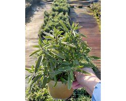 6 stuks Salvia officinalis – salie - P9 pot (9X9)