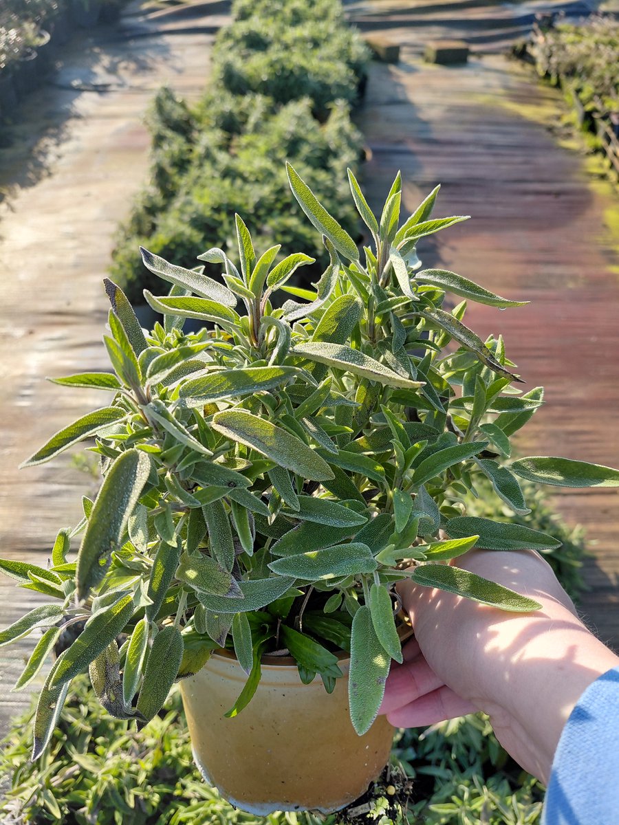 6 stuks Salvia officinalis – salie - P9 pot (9X9)