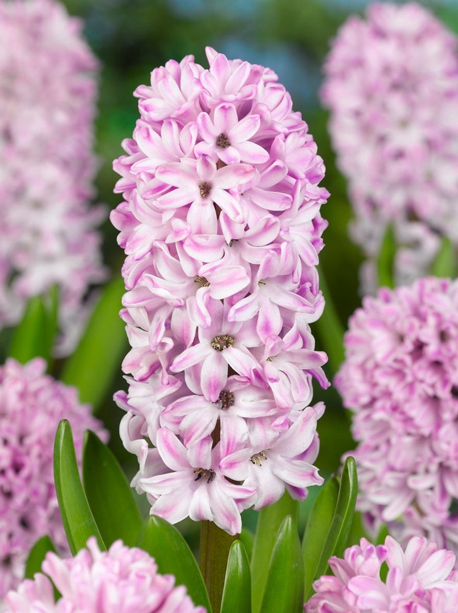 10x Hyacinten 'Splendid cornelia' - BULBi® Bloembollen met bloeigarantie