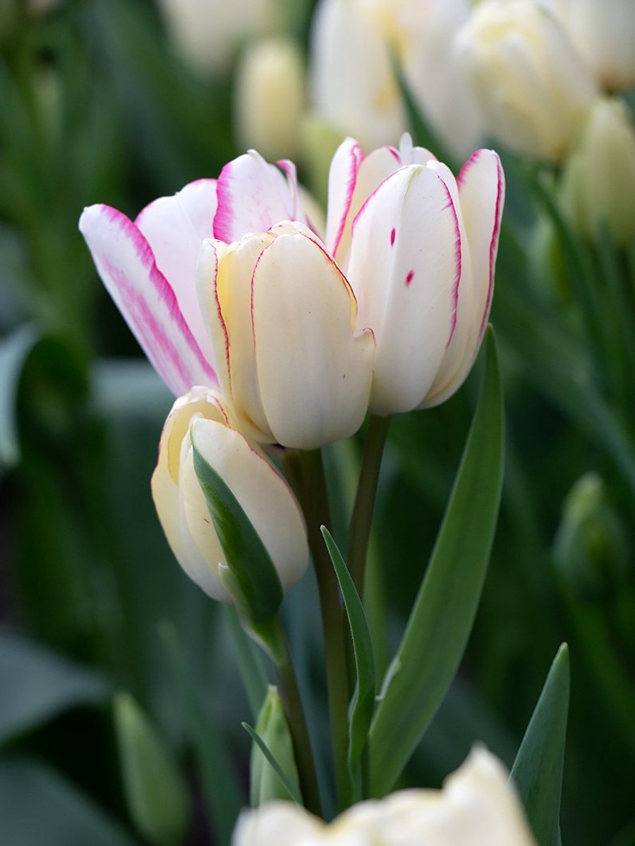 15x Tulpen 'Candy club' - BULBi® Bloembollen met bloeigarantie