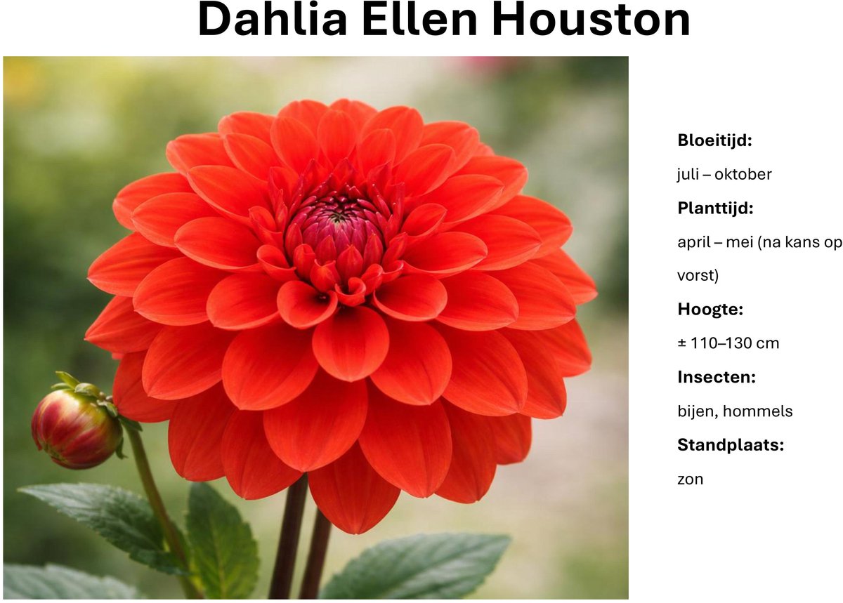 Dahlia knollen - Ellen Houston - Feloranje Dahlia - 3 knollen
