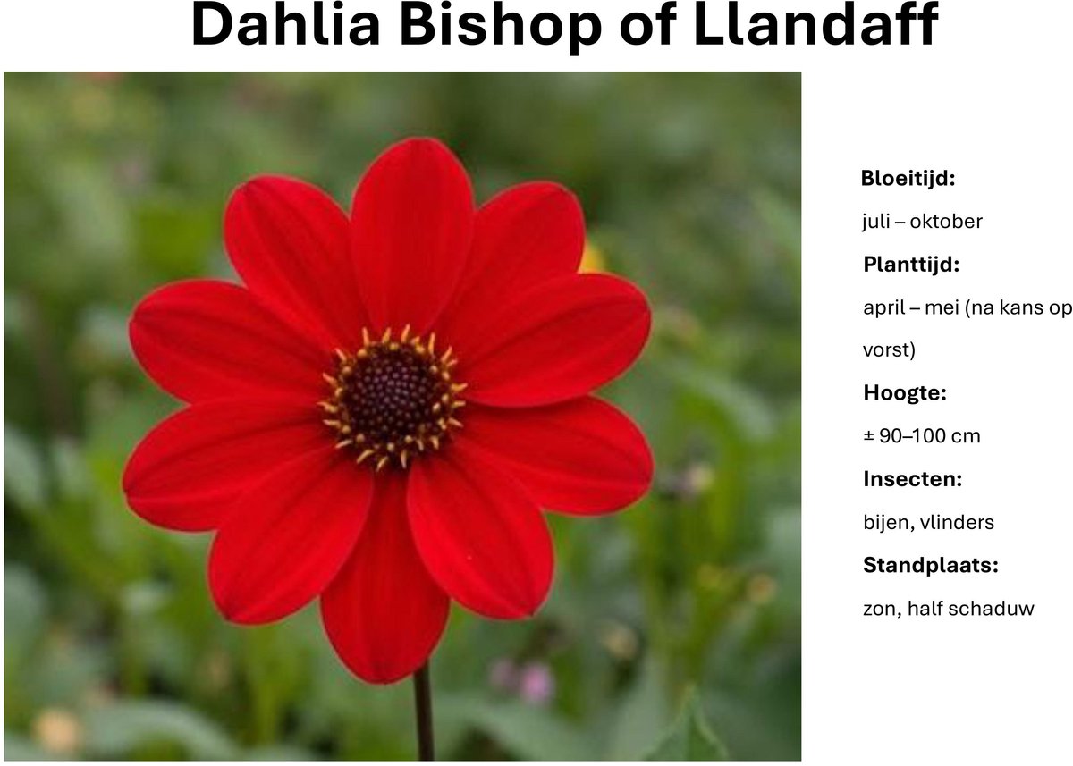 Dahlia knollen - Bishop of llandaff- Rode Dahlia - 3 knollen