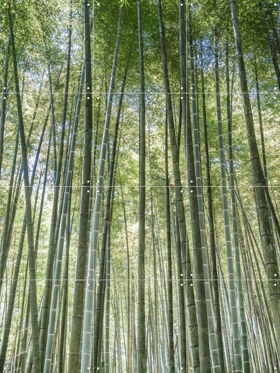IXXI Bamboo Forest, Photolovers - 60 x 80 cm - Gratis ophangtool - Grote wanddecoratie en posters - Fotografie, Abstract, Realisme, Naturalisme