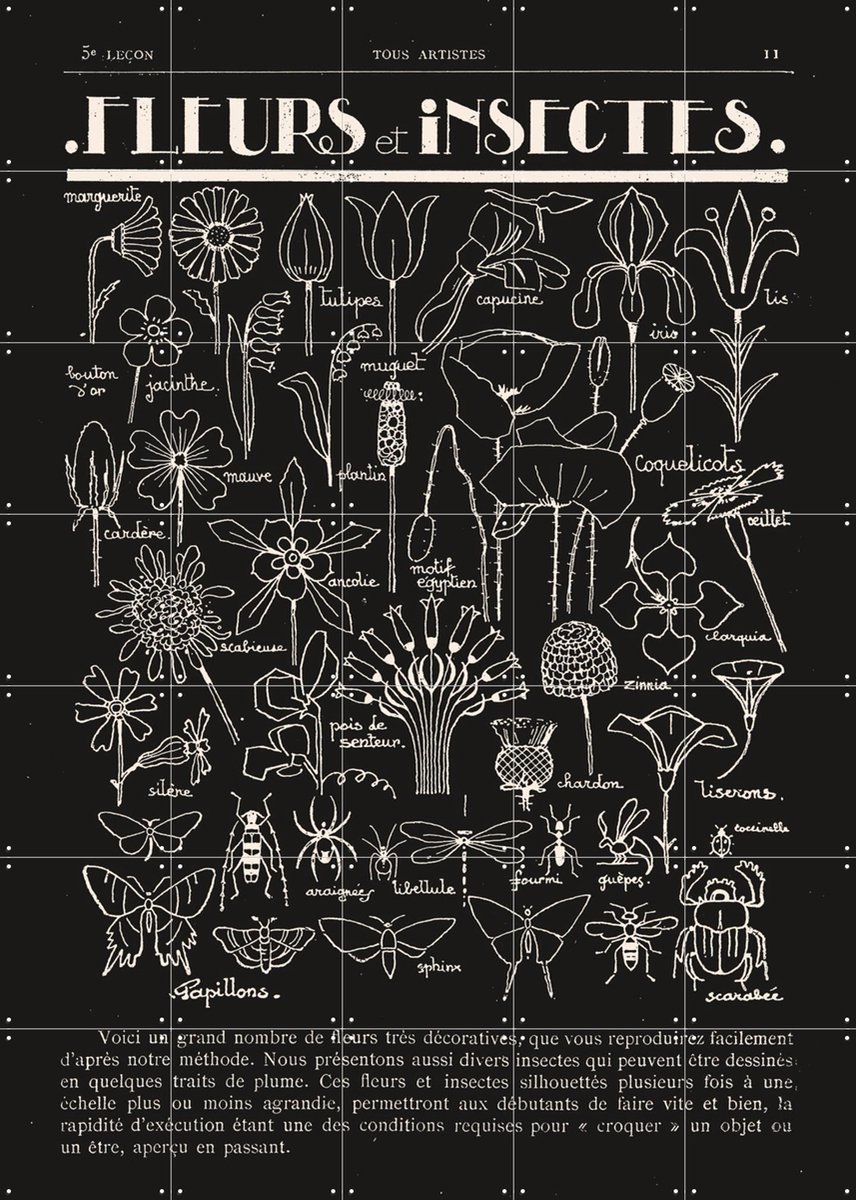 IXXI Fleurs et Insectes, Aster Edition - 100 x 140 cm - Gratis ophangtool - Grote wanddecoratie en posters - Illustraties, Vintage, Line art