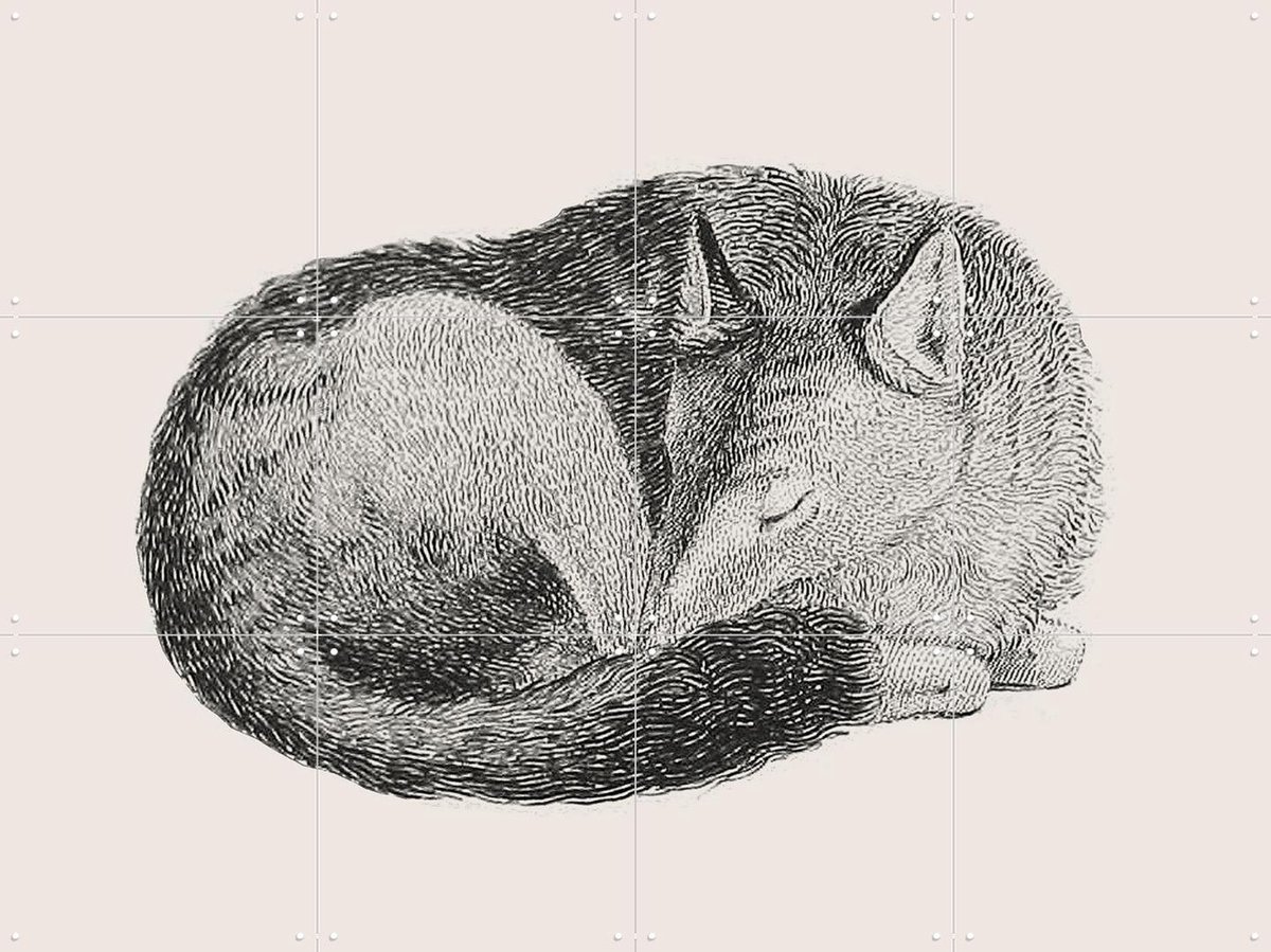 IXXI Sleeping Fox light, IXXI - 80 x 60 cm - Gratis ophangtool - Grote wanddecoratie en posters - Houtsnede, Vintage, Illustraties, Line art