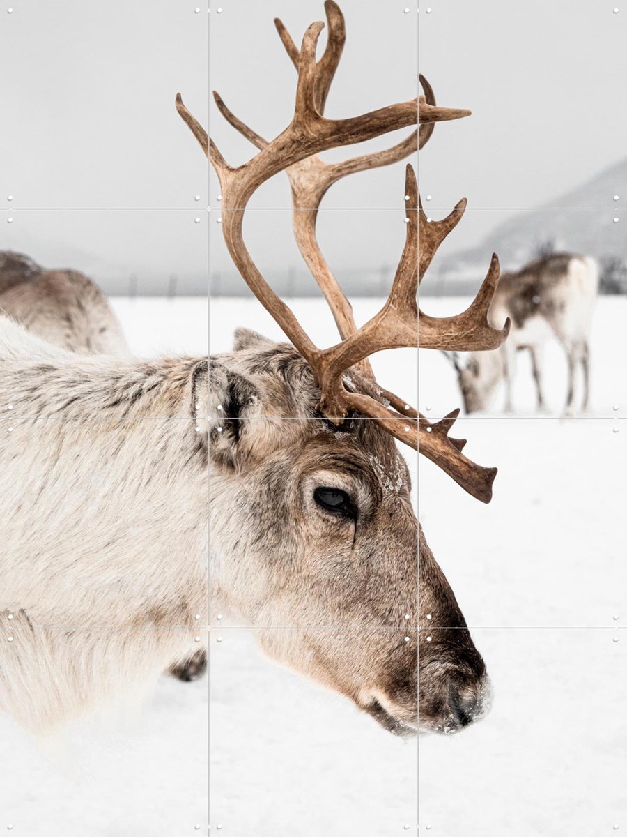 IXXI Reindeer in Norway, Henrike Schenk - 60 x 80 cm - Gratis ophangtool - Grote wanddecoratie en posters - Minimalisme, Fotografie, Naturalisme