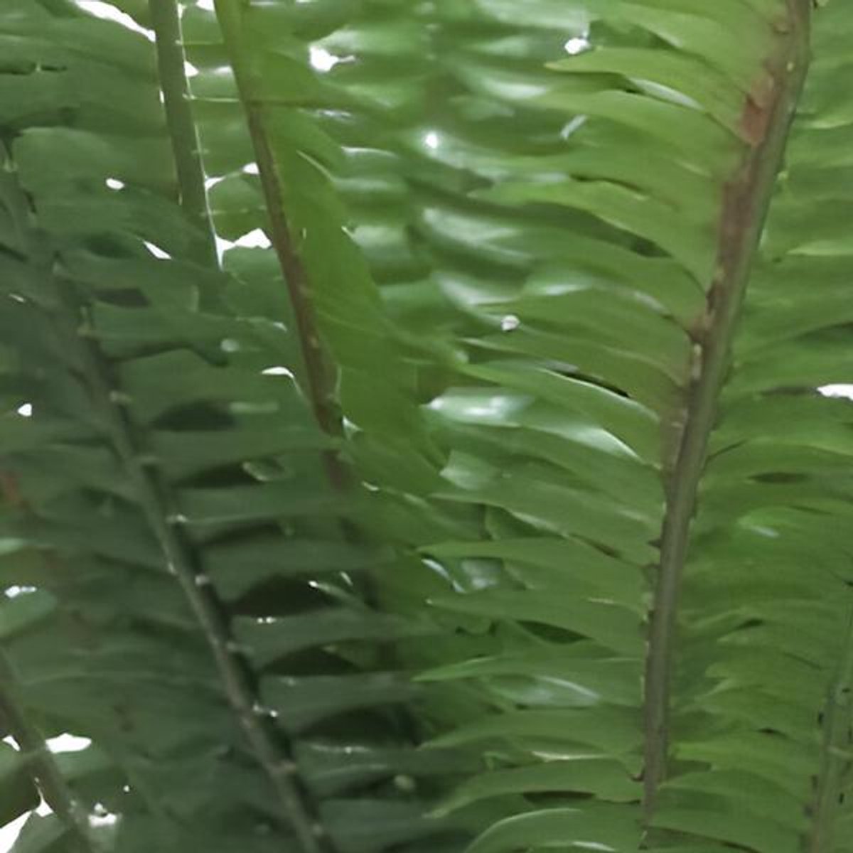 Erutan avon - Forest fern Simms green 41 cm