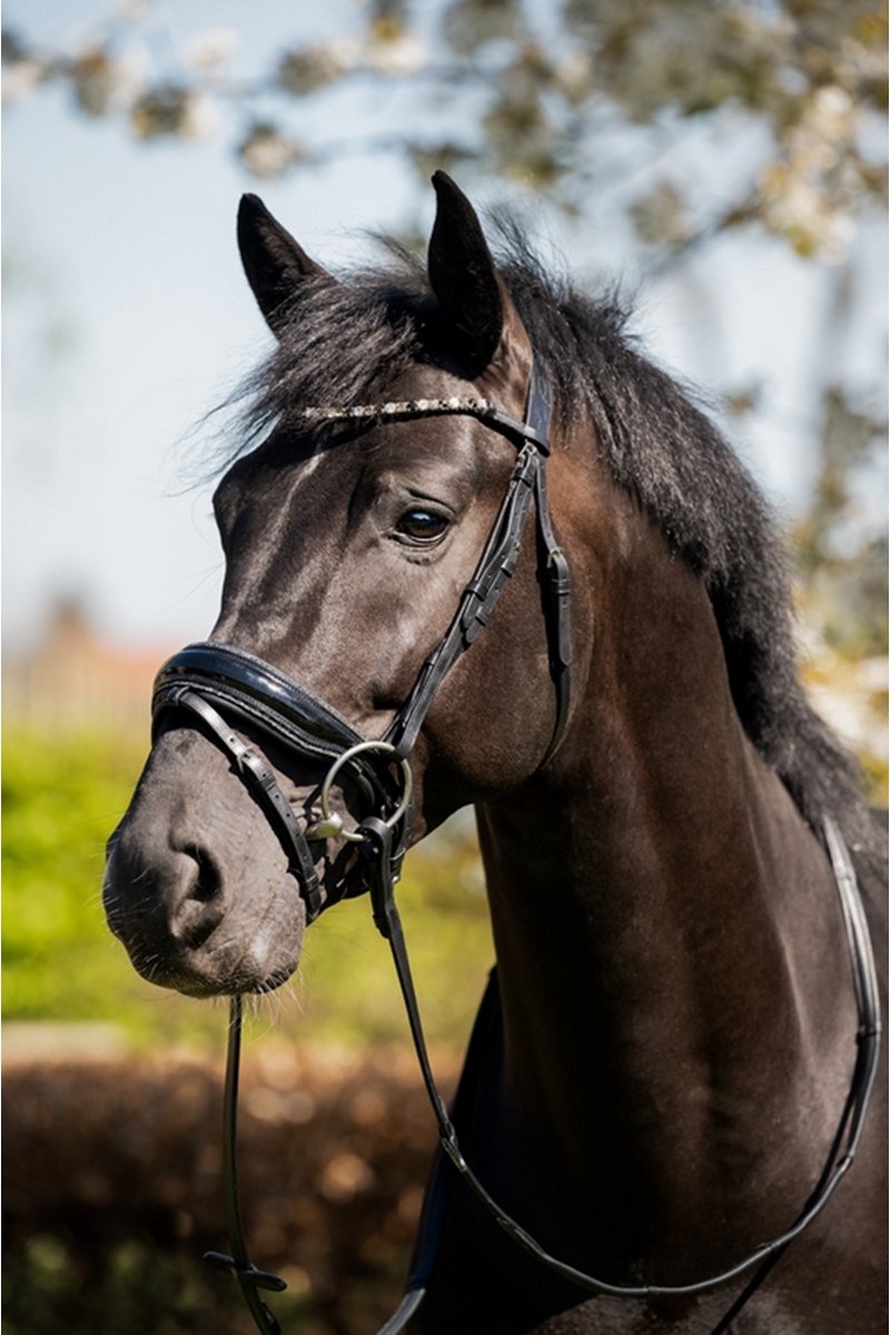 HB - Hoofdstel - Evalira - Zwart / Grijs Glitter - Cob