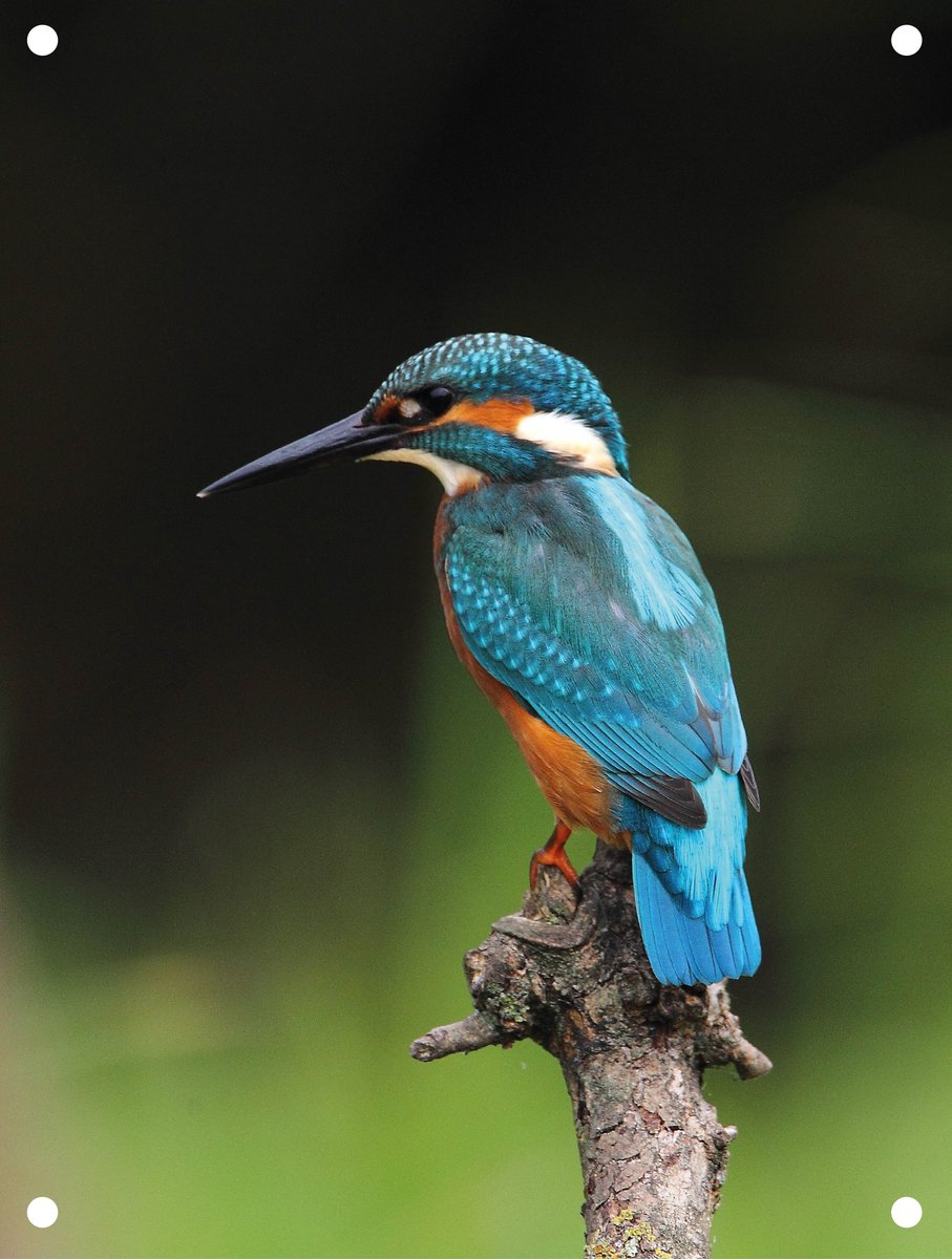 Tuinposter Ijsvogel