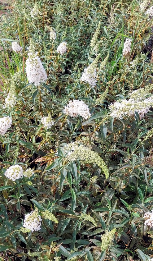 2 stuks Buddleja davidii 'White Profusion' - vlinderstruik met prachtige witte bloemen - winterhard - magneet voor bijen en vlinders