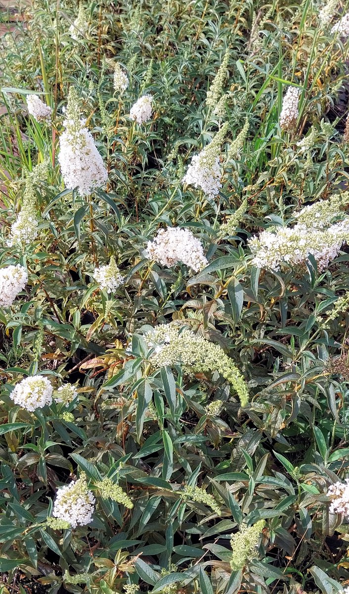 2 stuks Buddleja davidii 'White Profusion' - vlinderstruik met prachtige witte bloemen - winterhard - magneet voor bijen en vlinders