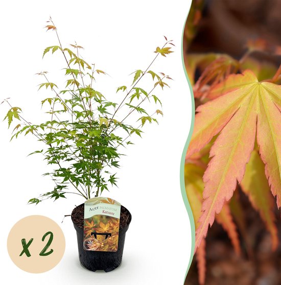 cypress tree plant Leyland Cypress