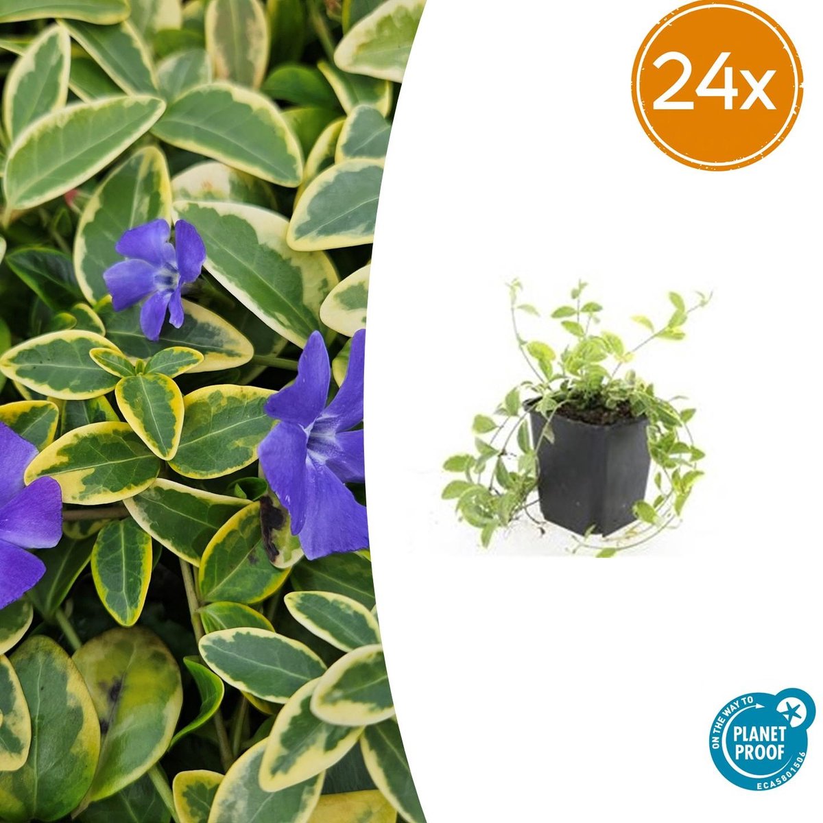 20 Stuks Maagdenpalm Aureovariegata, Blad met een GoudGele Rand met Paarse Bloemen, Vinca minor - 10-25cm - Ø9cm