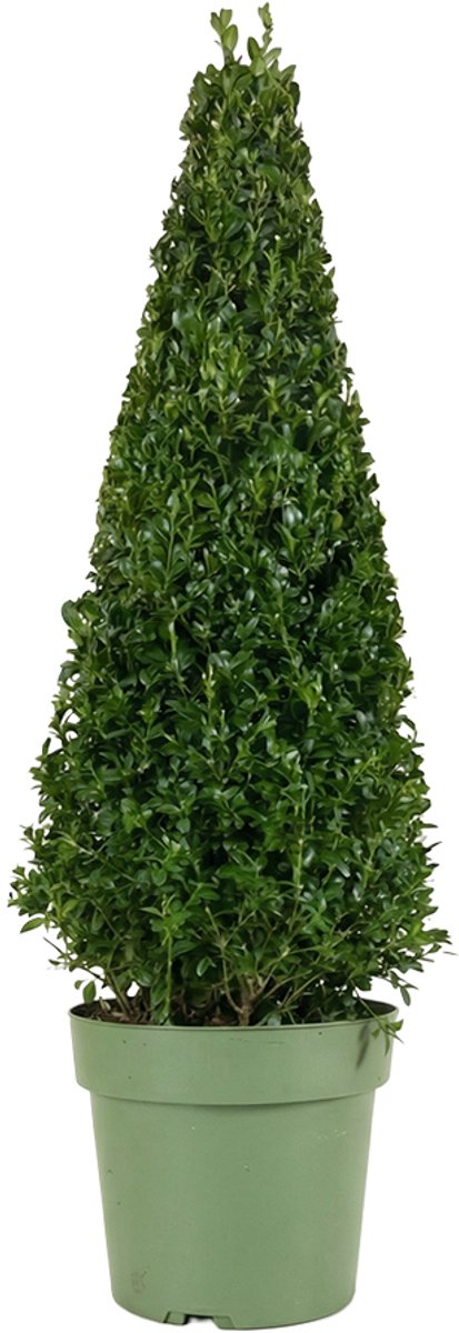 Bloomique - Ilex crenata 'Jenny' Pyramid - Japanse Hulst - Wintergroen - Winterhard - Balkonplanten - 70-90cm Hoog - Pot 21cm