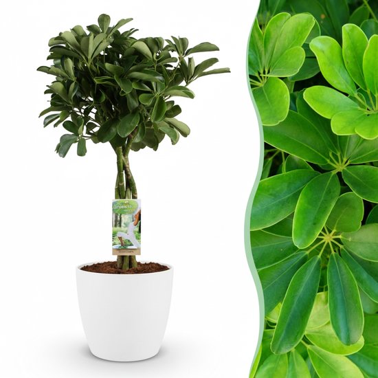 Green boutiQ - Kamerplant - Vingerplant - Schefflera Nora - Groen - Weinig onderhoud - 1 Plant - met Potter Wit - Pot 21cm - Hoogte 70 - 80cm