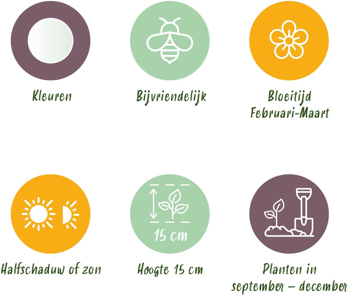 Green boutiQ - 30x Crocus White - Witte krokus - Diversen - Verwilderingsbol - Bolmaat 7/8