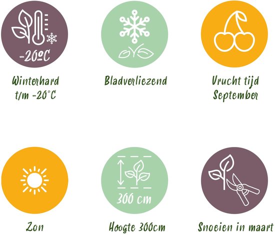 Iconen met informatie over de appelboom: winterhard tot -20°C, bladverliezend, vrucht in september, volle zon, hoogte 300cm, snoeien in maart.