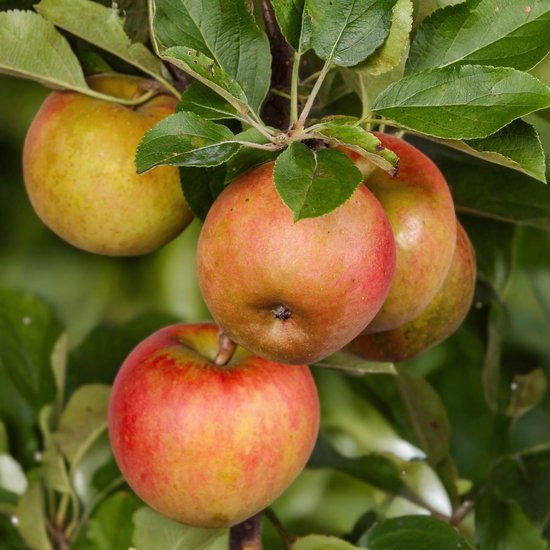 Close-up van rode en groen-gele appels aan een boomtak met groene bladeren.