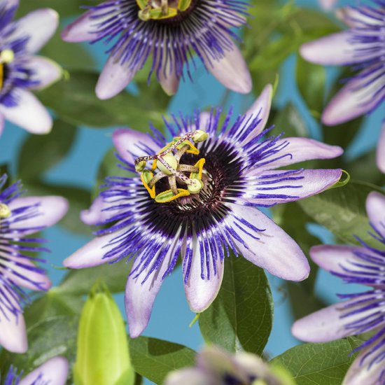 Green BoutiQ Passiflora Caerulea – Blauwe Passiebloem – 2 Planten, Pot 11 Cm, Hoogte 40 Cm – Weinig Onderhoud