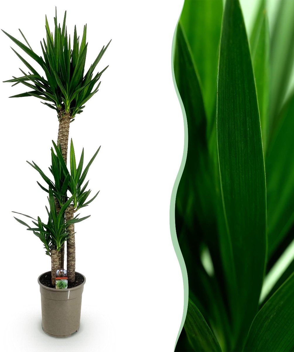 Green boutiQ - Kamerplant - Yucca elephantipes - Yucca - Weinig onderhoud - Groen - 1 - Pot 27cm - Hoogte 170cm