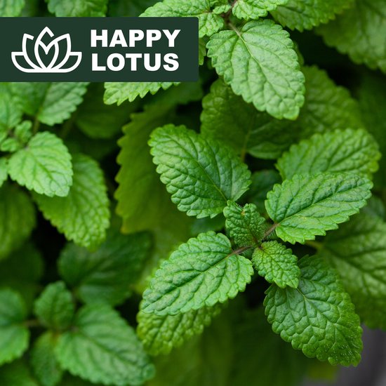 Close-up van verse, groene muntblaadjes met Happy Lotus logo.