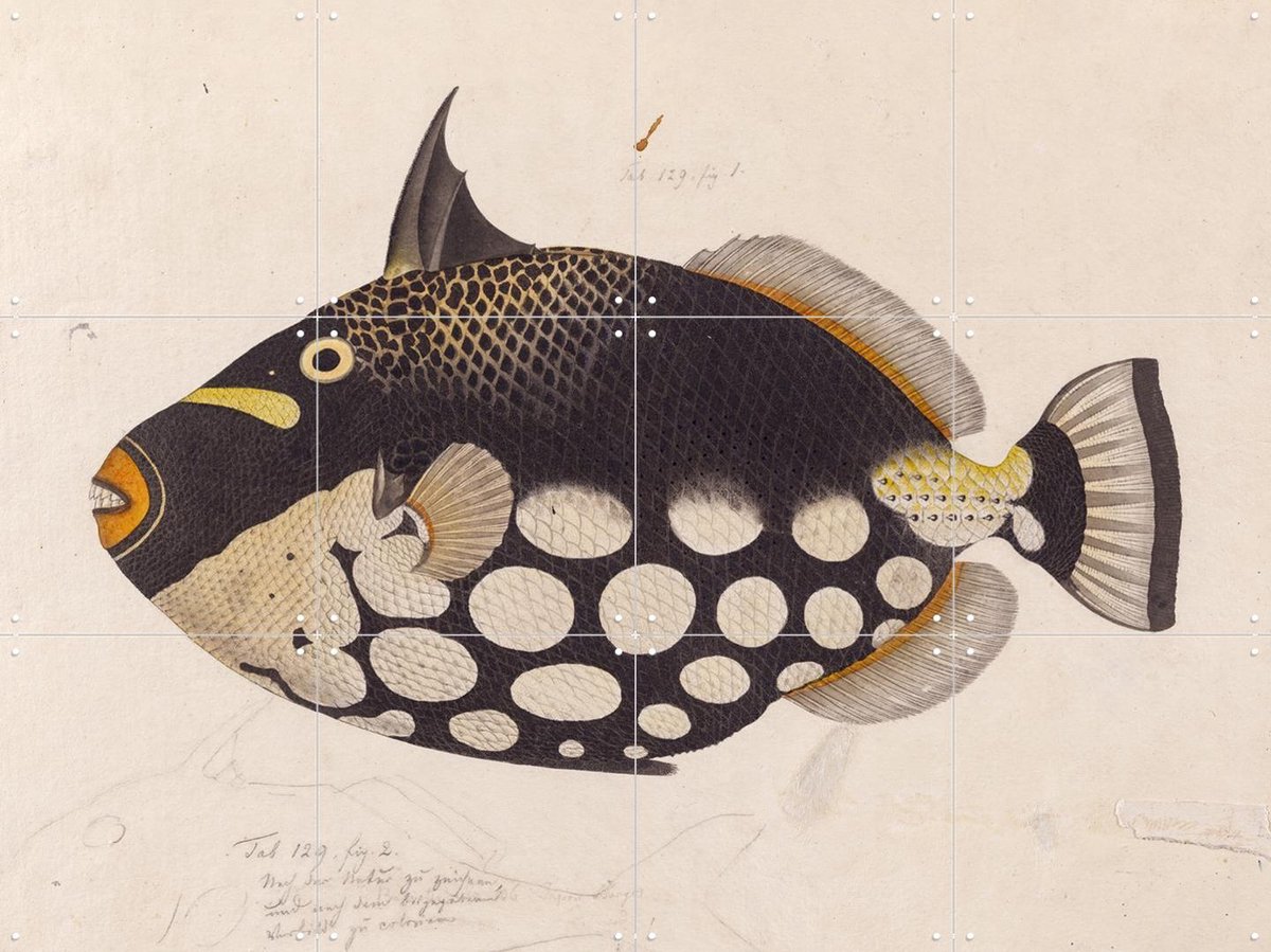 IXXI Black Fish, Kawahara Keiga & Naturalis - 80 x 60 cm - Gratis ophangtool - Grote wanddecoratie en posters - Realisme, Vintage, Naturalisme