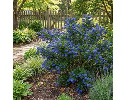 Bloomique - Ceanothus Delilianus Henri Défossé - Amerikaanse Sering - Tuinplanten - Winterhard - Wintergroen - Hoogte 60-80 cm - Pot 23 cm