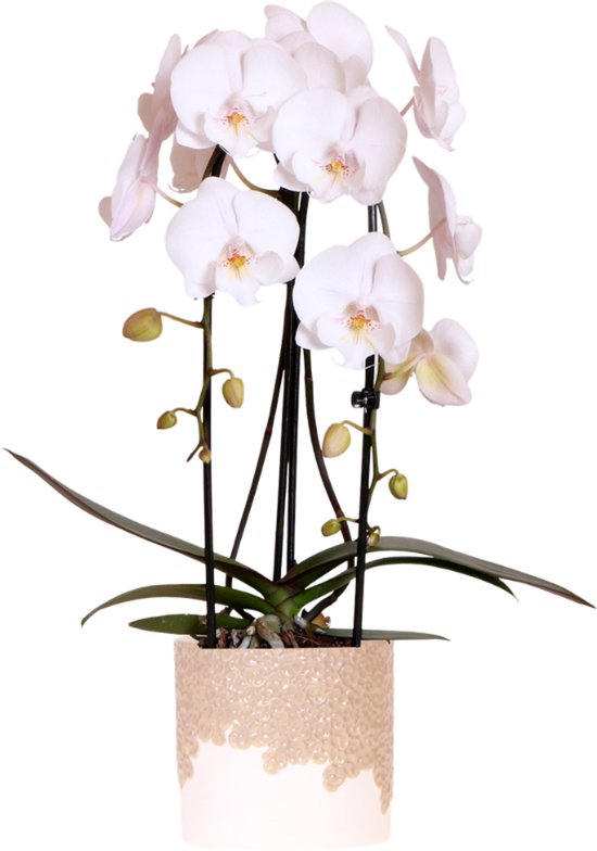 Kolibri Orchids | Witte Niagara Falls orchidee + Bloom sand sierpot – potmaat Ø12cm | bloeiende kamerplant – vers van de kweker