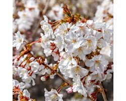 Prunus incasa 'Mikinori', Fuji-kers, Hoogte 40-50 cm, 3 liter pot