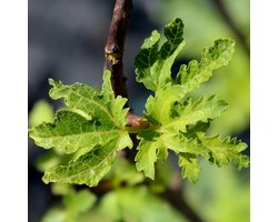 Ficus carica 'Icecrystal', Vijgenboom, 2 liter pot