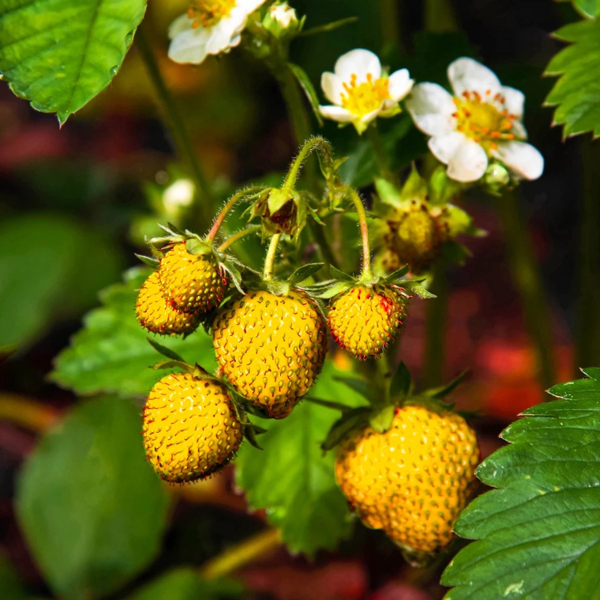 Set van 3 Gele Aardbeien - Fragaria vesca 'Yellow Wonder' - Hoogte 10cm - 9cm pot