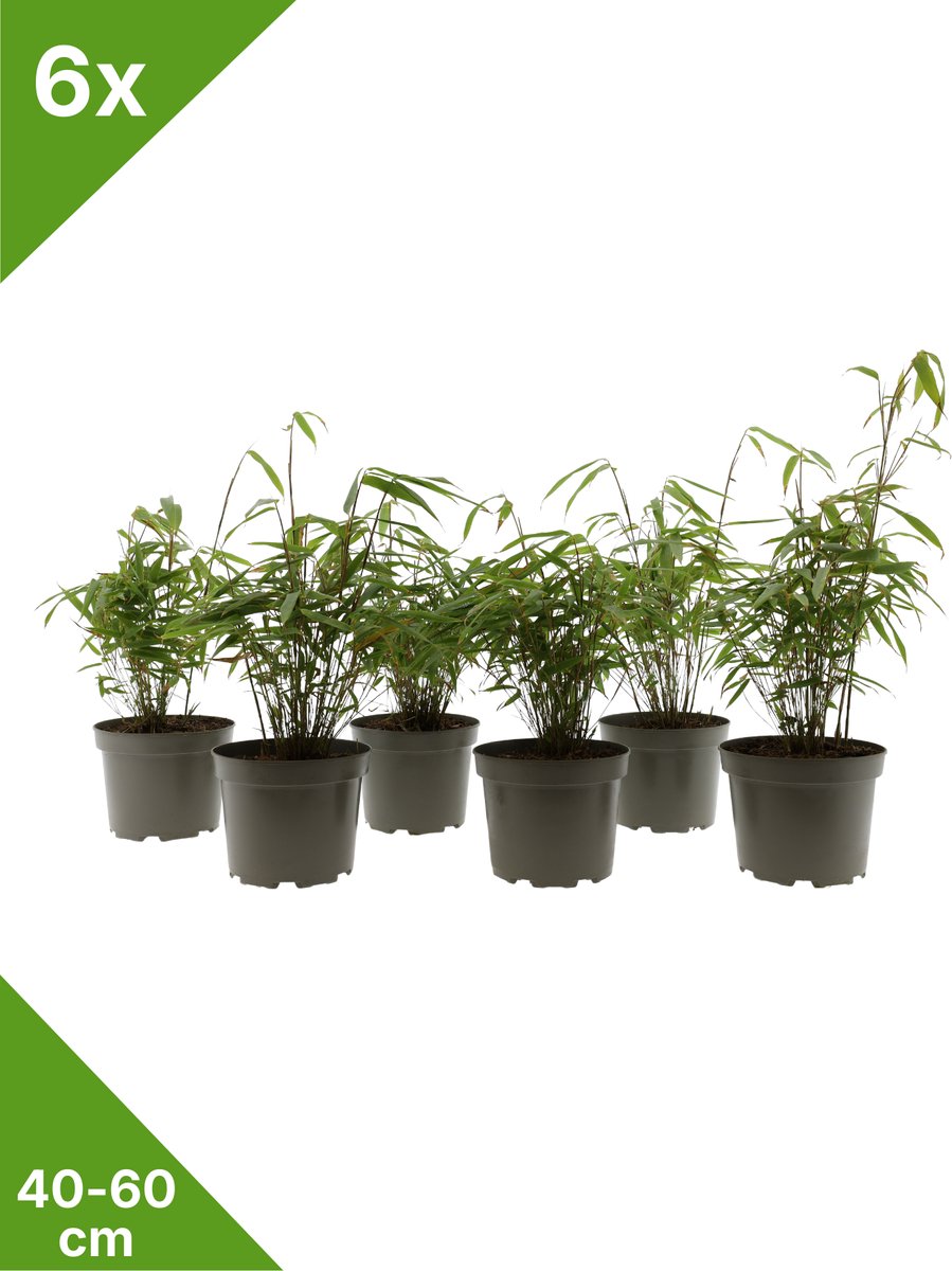 GARDENZO - 6x Fargesia 'Gansu' groene bladhoudende niet woekerende Bamboe in C2 - 40-60 cm