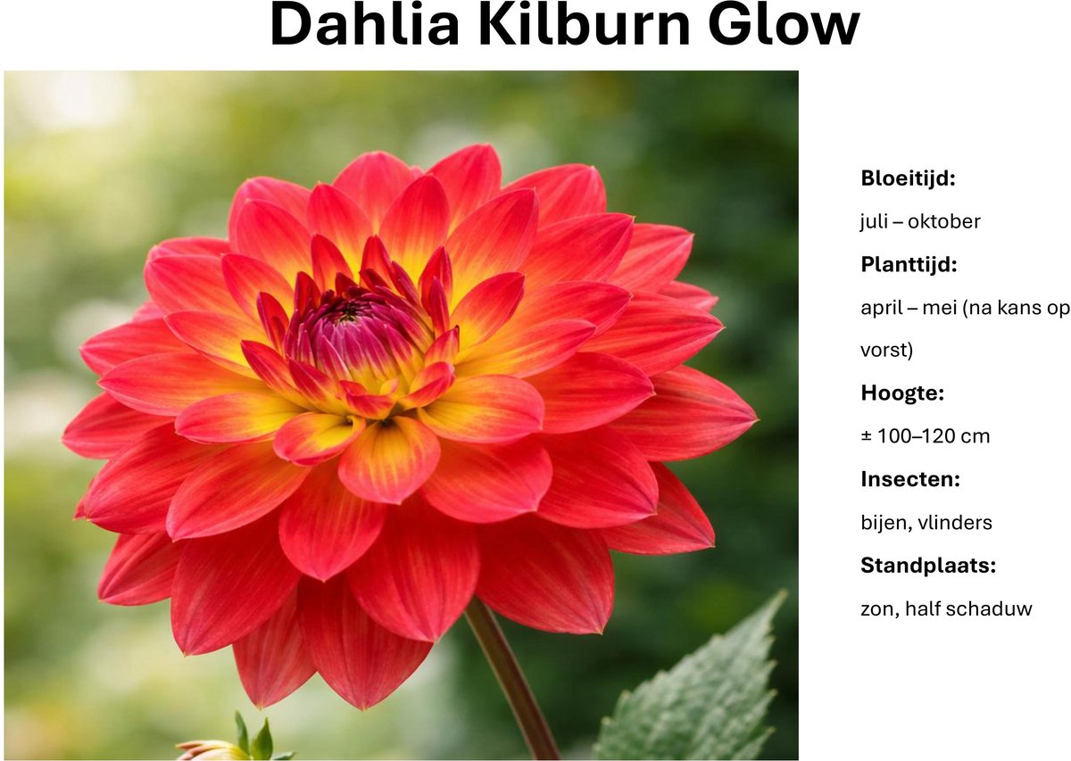 Dahlia knollen - Kilburn Glow - Rode met gele Dahlia - 3 knollen