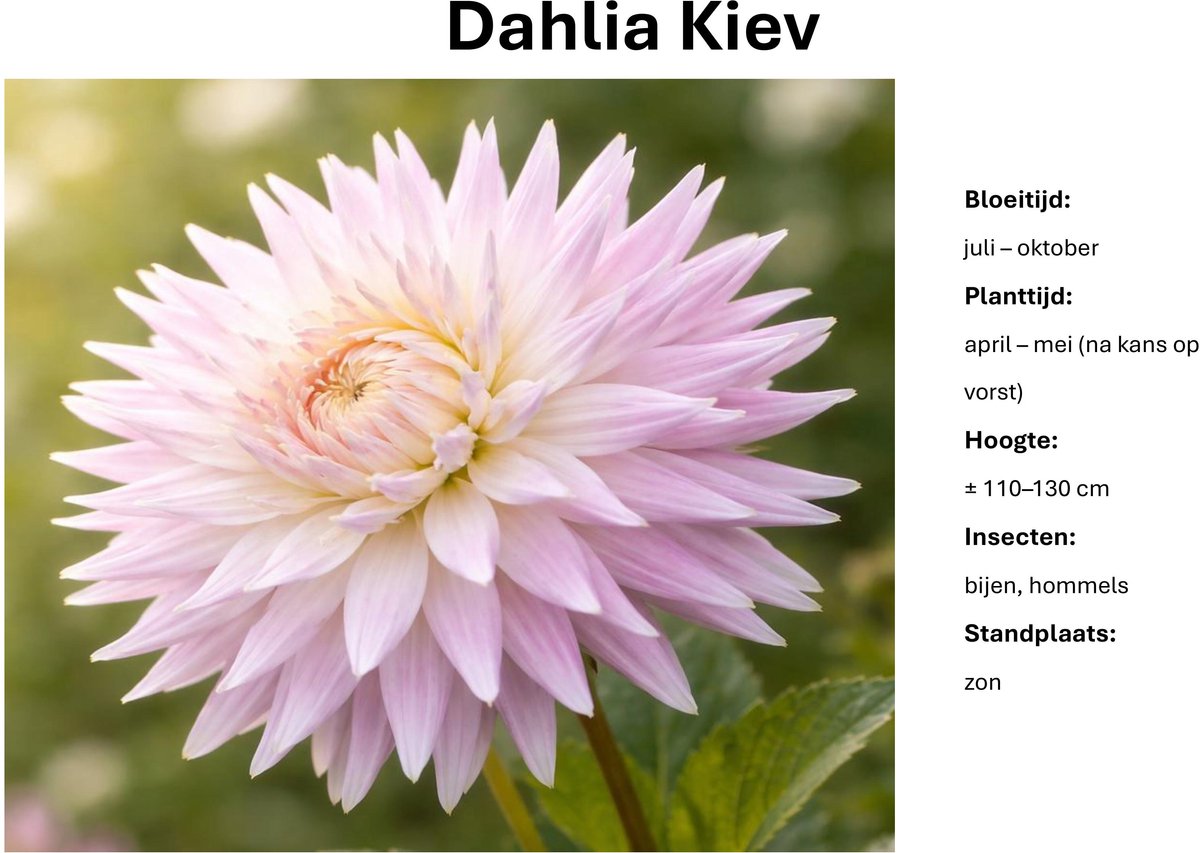 Dahlia knollen - Kiev - Wit Roze Dahlia - 3 knollen