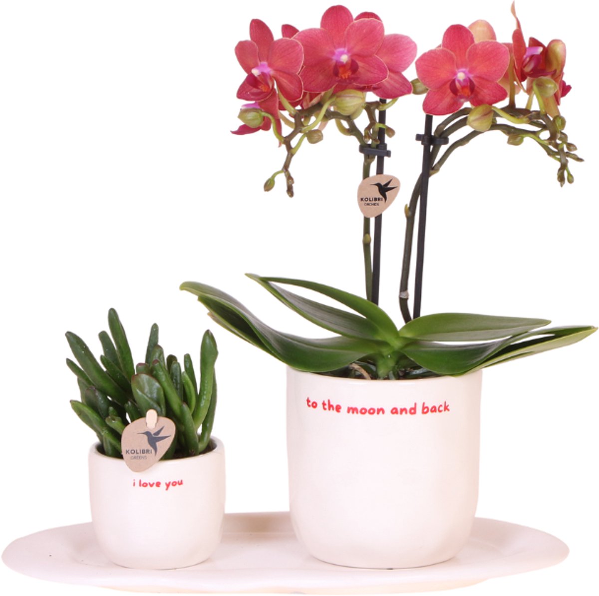 Kolibri Orchids | Gift set 'love you' | Rode Phalaenopsis orchidee Congo met groene plant in Love sierpotten op Cloud plate