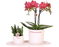 Kolibri Orchids | Gift set 'love you' | Rode Phalaenopsis orchidee Congo met groene plant in Love sierpotten op Cloud plate