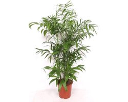 Chamaedorea Seifrizii Bamboepalm binnen - ca. 170 cm - Grote Kantoorplant - Ø27 cm