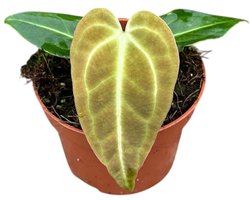 Anthurium Regale - Kamerplant - Potmaat Ø10,5 cm