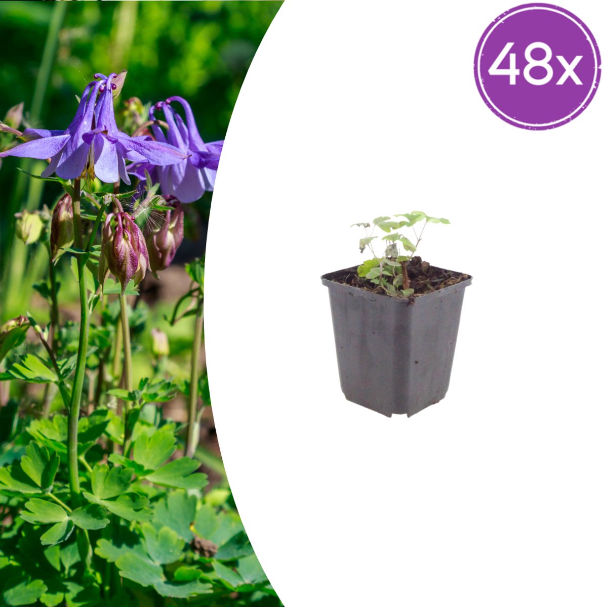 Tuinplantenshop.com | Aquilegia vulgaris | 48 stuks - Ø9cm - 10-25cm hoog - Tuinplant