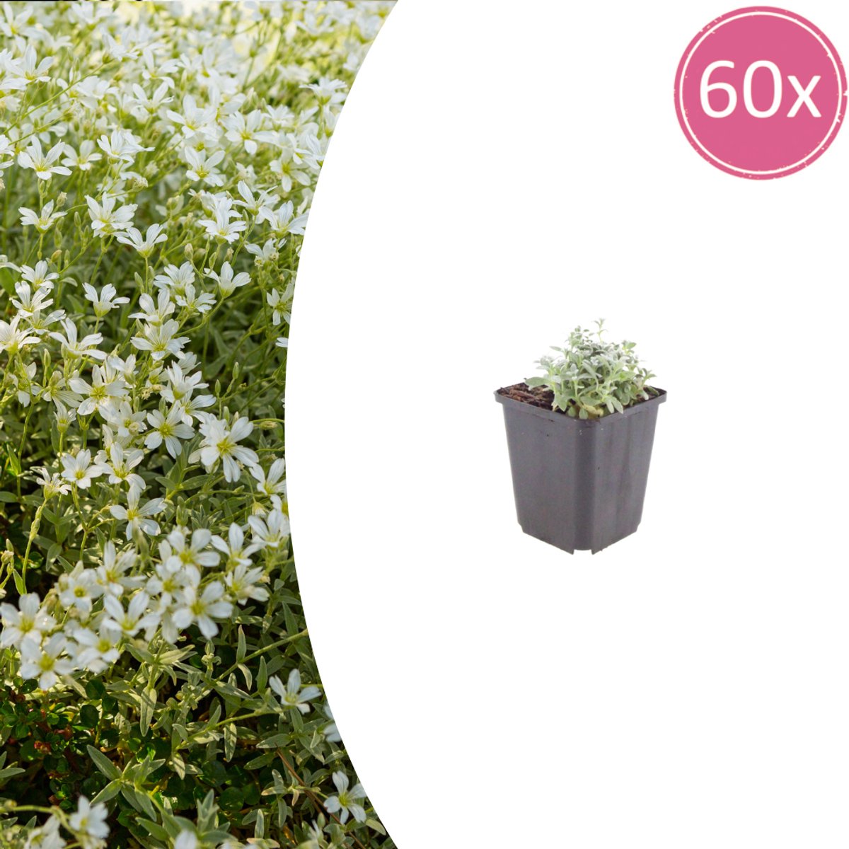 Tuinplantenshop.com | Cerastium tomentosum | 60 stuks - Ø9cm - 10-25cm hoog - Tuinplant