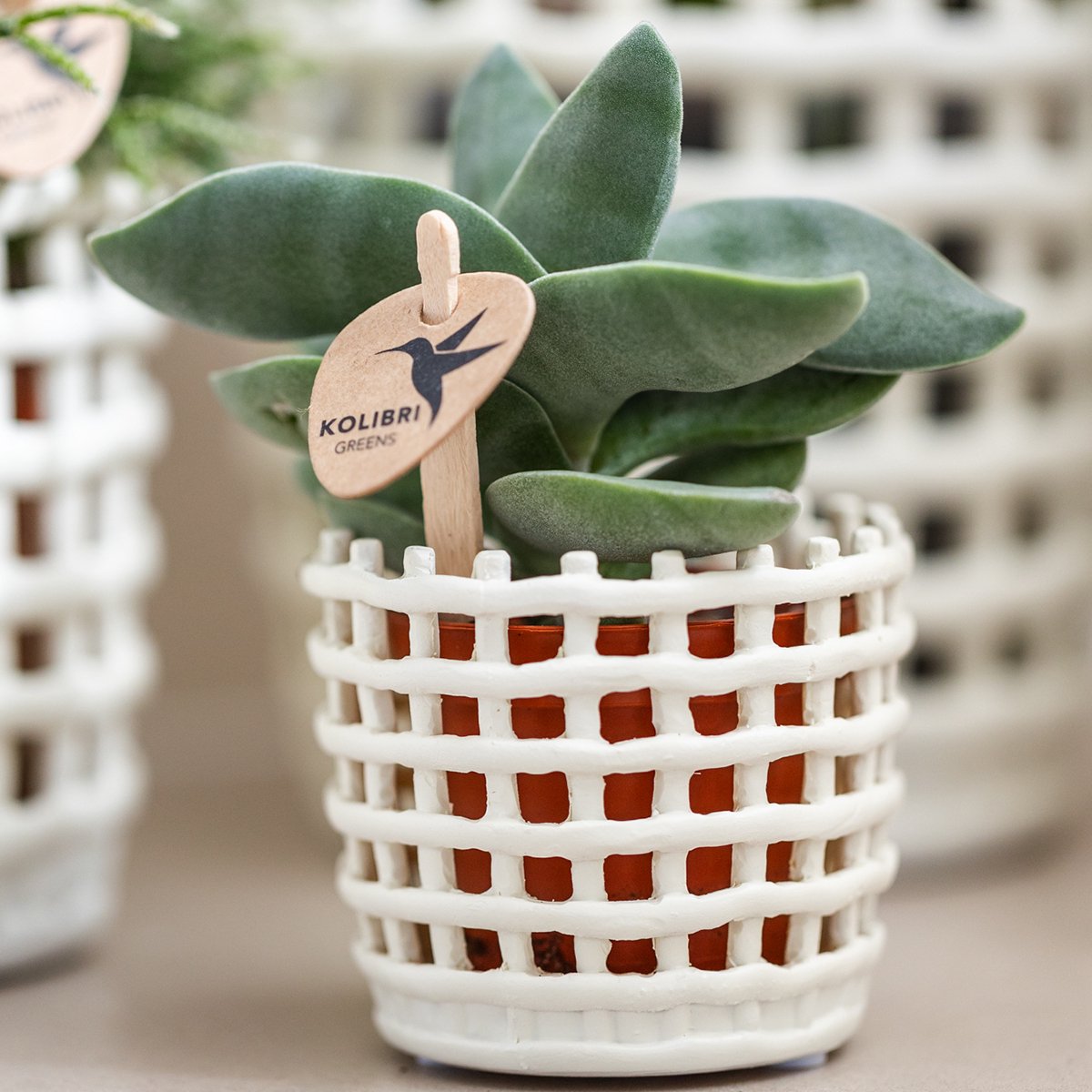 Kolibri Home | Mesh sierpot - Ø6cm