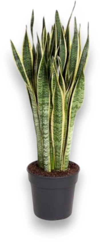 Sansevieria Laurentii - Vrouwentong - Luchtzuiverende Kamerplant - Onderhoudsvriendelijk - Sterke kamerplant voor woonkamer of kantoor