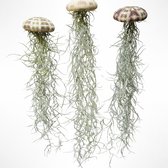 Jelly-Fish Set met Zee-egels & Luchtplantjes - Origineel Cadeau
