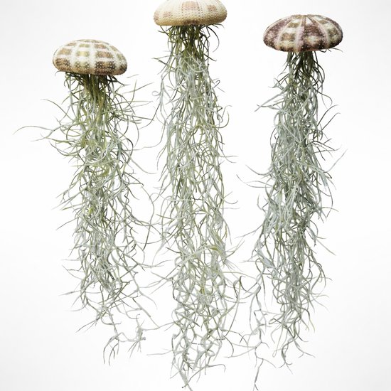 Jelly-Fish Set met Zee-egels & Luchtplantjes - Origineel Cadeau