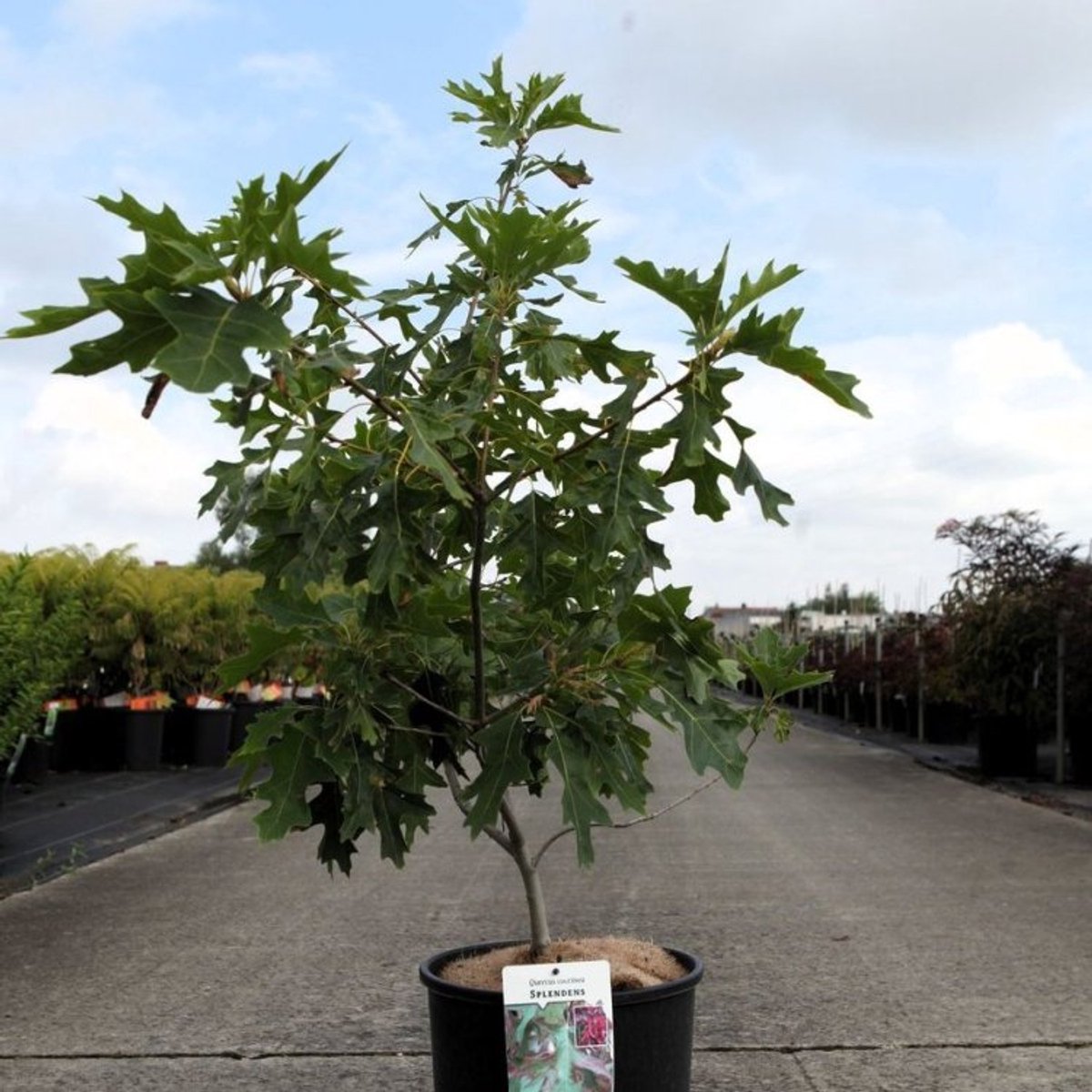 Plants Online BV - Planten - Tuinplanten - Bomen - Set van 1 - Quercus coccinea 'Splendens'