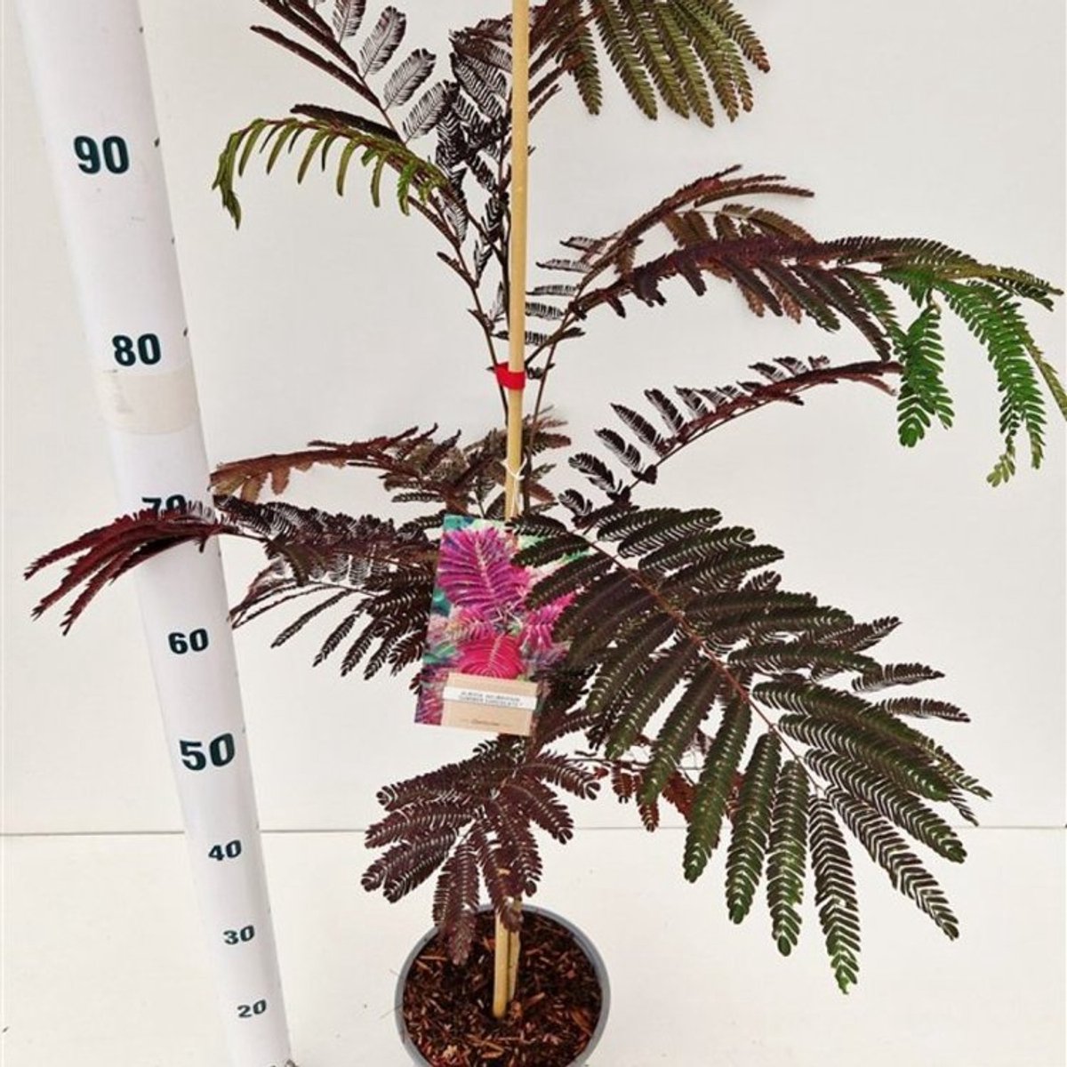 Plants Online BV - Planten - Tuinplanten - Heesters - Set van 1 - Albizia julibr. 'Summer Chocolate'