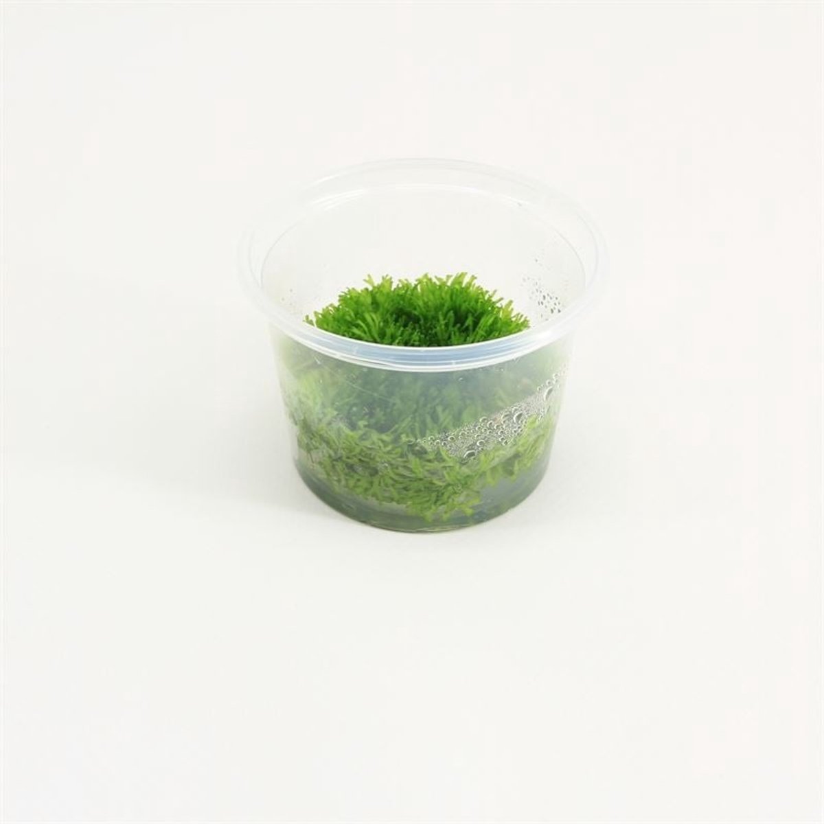 HS Aqua Riccia fluitans steriele aquariumplant in cup 100 cc