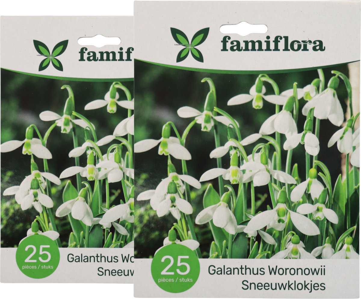 Famiflora Galanthus Woronowii 2 x 25 - 50 bloembollen - Brengt hoop en vernieuwing in je tuin voor een vrolijk begin van het seizoen - Sneeuwklokjes doorbreken zelfs sneeuw voor een vroege lentepracht