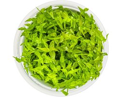 Easy Grow Gratiola viscidula | Kleverig zeggekruid | in vitro cup