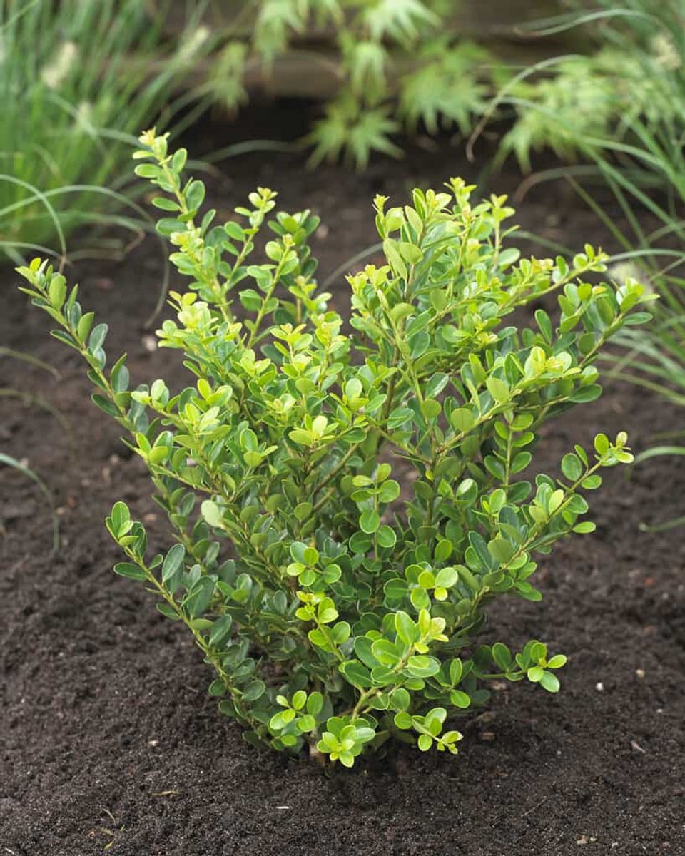 Ilex c. Green Hedge - Set van 12 (1.5 meter haag) - Japanse hulst - Pot P9 15-20cm - Wintergroen